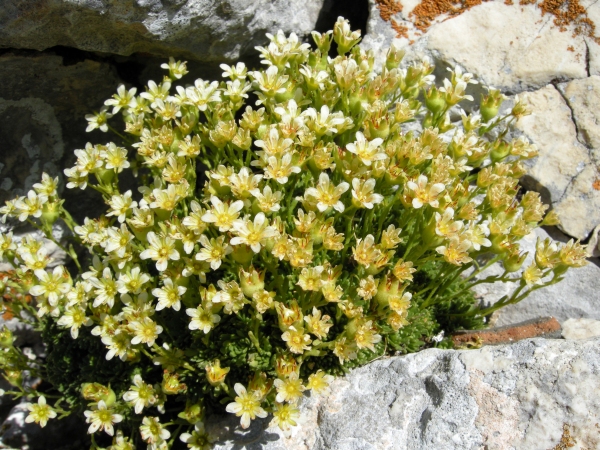 Saxifraga exarata subsp. ampullacea /  Sassifraga del Gran Sasso